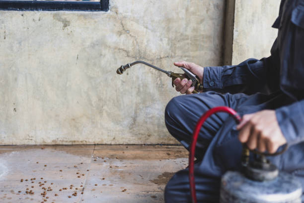 Wasp Removal Services in Lake Ripley, WI